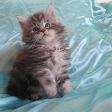 Image pour l'annonce Chatons femelles maine coon Loof