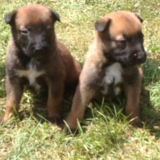 Image pour l'annonce Vends Chiots Bergers Belges Malinois