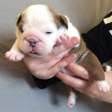 Image pour l'annonce Chiots Bulldog anglais lof