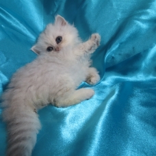 Image pour l'annonce Chaton persan femelle Loof