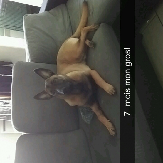 Image pour l'annonce Malinois male de 8 mois