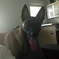 Image pour l'annonce Malinois male de 8 mois