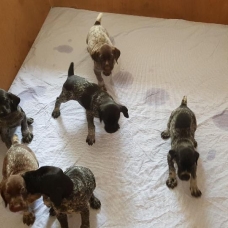 Image pour l'annonce vend chiots braque allemand