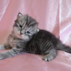 Image pour l'annonce Magnifiques Chatons maine coon Loof