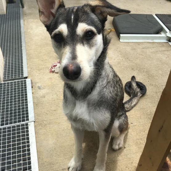 Image pour l'annonce Donne Chienne croisée Border Collie/ Berger Allemand