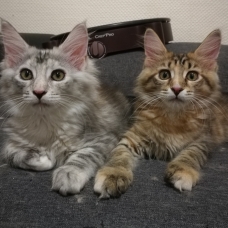 Image pour l'annonce Chatons Maine Coon LOOF