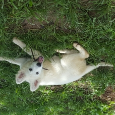 Image pour l'annonce Chiots Berger Blanc Suisse LOF Disponibles de Suite