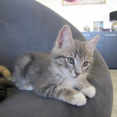 Image pour l'annonce Donne chaton femelle tigrée grise et blanche