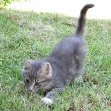 Image pour l'annonce Donne chaton femelle tigrée grise et blanche