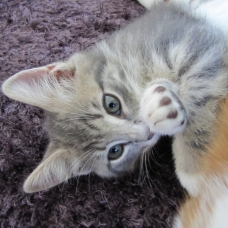 Image pour l'annonce Donne chaton femelle tigrée grise et blanche