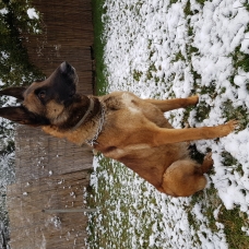 Image pour l'annonce Vends Chiots Bergers Belges Malinois