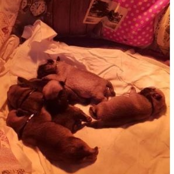 Image pour l'annonce Chiots  Carlin dispo pour adoption