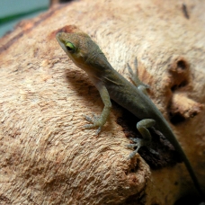 Image pour l'annonce Vends Anolis Carolinensis