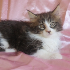 Image pour l'annonce Superbe Chaton Maine coon inscrite au Loof