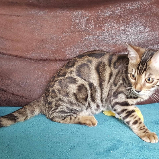 Image pour l'annonce vends 3 chatons bengal femelles loof disponible