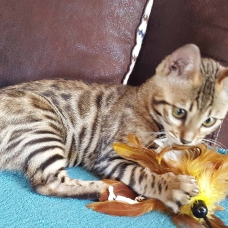 Image pour l'annonce vends 3 chatons bengal femelles loof disponible