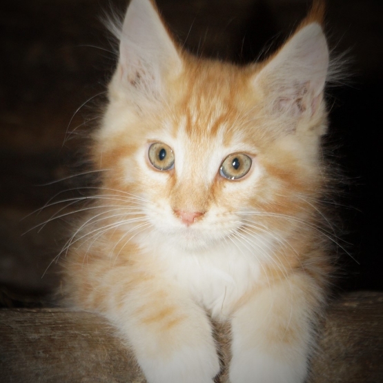 Image pour l'annonce maine coon chatons