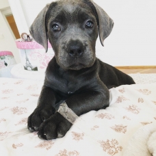 Image pour l'annonce Chiot CaneCorso âgé de 3 mois pour adoption