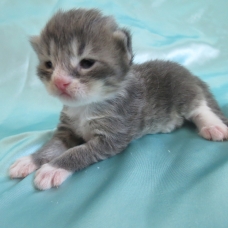 Image pour l'annonce Chatons Maine coon mâles