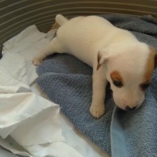 Image pour l'annonce VENDS CHIOTS JACK RUSSEL LOF