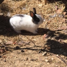 Image pour l'annonce Petits lapins nains