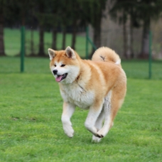 Image pour l'annonce Magnifiques portée de chiots Akita Inu ( LOF)