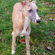 Image pour l'annonce vend chiot whippet LOF