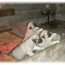 Image pour l'annonce chiots berger d’anatolie