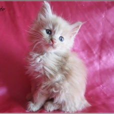 Image pour l'annonce Adorables Chatons Maine coon Loof