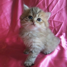 Image pour l'annonce Chaton persan golden