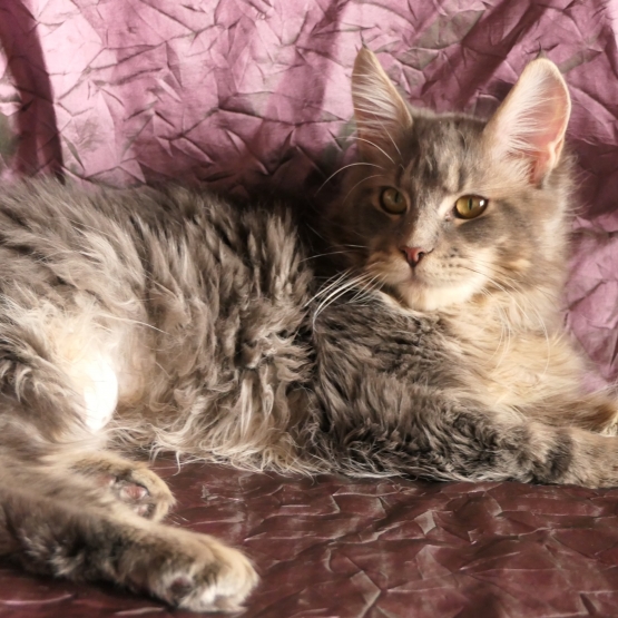 Image pour l'annonce Magnifique femelle Maine coon Loof