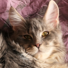 Image pour l'annonce Magnifique femelle Maine coon Loof