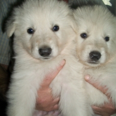 Image pour l'annonce VENTE DE CHIOTS BERGER BLANC SUISSE