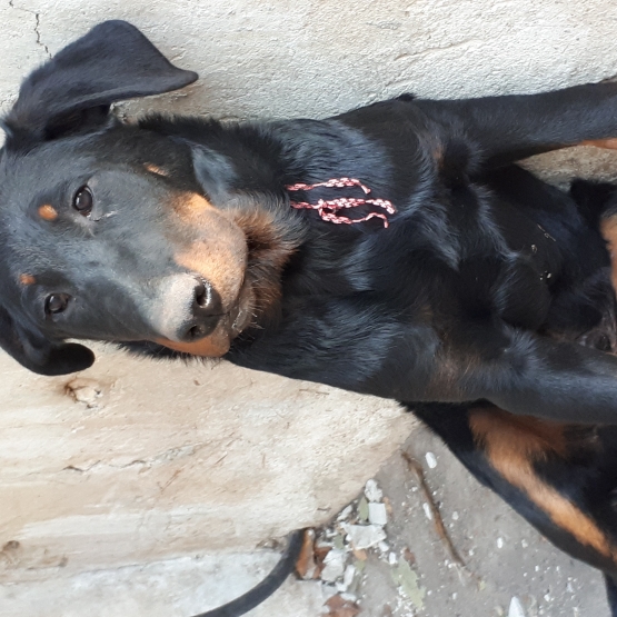 Image pour l'annonce Vends chiot BEAUCERON Lof