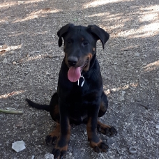 Image pour l'annonce Vends chiot BEAUCERON Lof