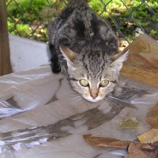 Image pour l'annonce donne chatons