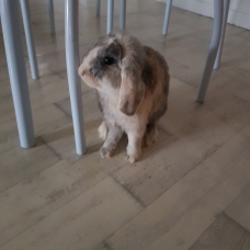 Image pour l'annonce Lapin nain bélier avec accessoires