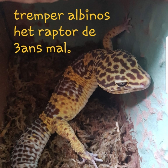 Image pour l'annonce couple gecko reproducteur ou seul