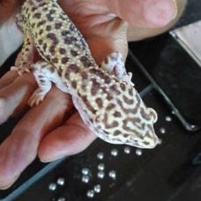 Image pour l'annonce vend gecko 1 male et 1 femelle avec terra