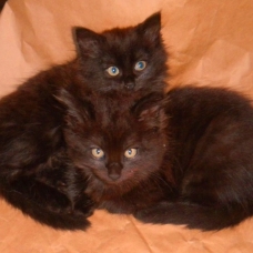 Image pour l'annonce Donne adorables chatons type europeen tigré ou noir (poils longs)