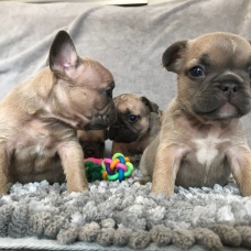 Image pour l'annonce Très beau chiots Bouledogue français