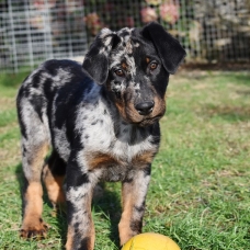 Image pour l'annonce Vends chiot mâle beauceron arlequin LOF