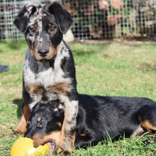 Image pour l'annonce Vends chiot mâle beauceron arlequin LOF