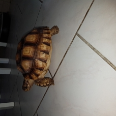 Image pour l'annonce Vends tortues de terre sulcuta