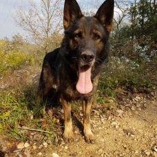 Image pour l'annonce Chien Berge Allemand à placer