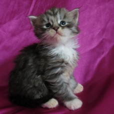 Image pour l'annonce Adorables Chatons Maine coon