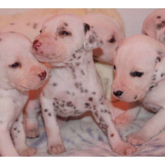 Image pour l'annonce Chiots Dalmatien à réserver