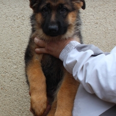 Image pour l'annonce Vends chiots berger allemand poils court LOF