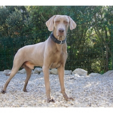 Image pour l'annonce Chiots Braque de Weimar à Réserver