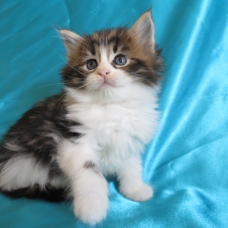 Image pour l'annonce Chatons Maine coon femelles